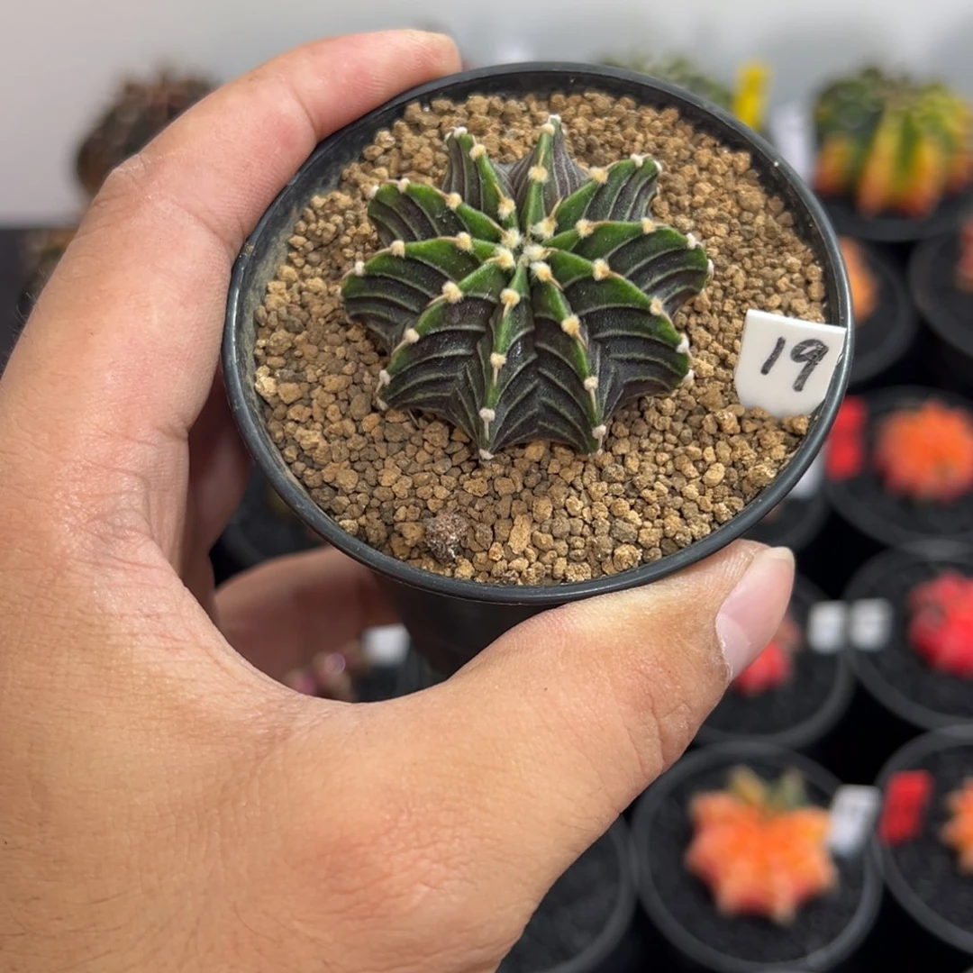 渐变黑肋骨——（默认脱土发货）