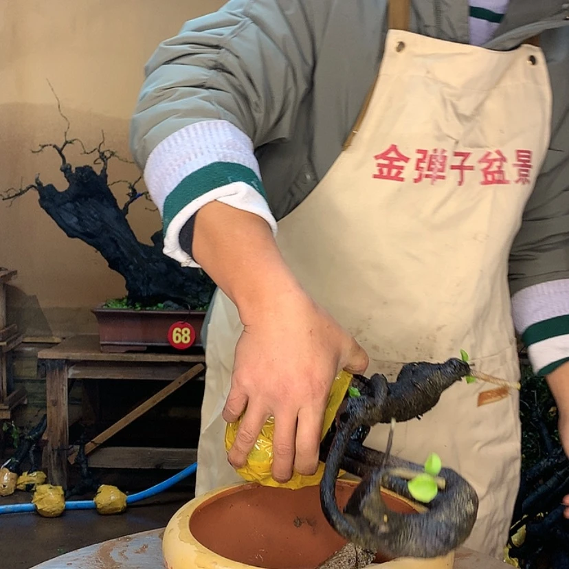 【闪购商品】@****@金弹子在我面前
