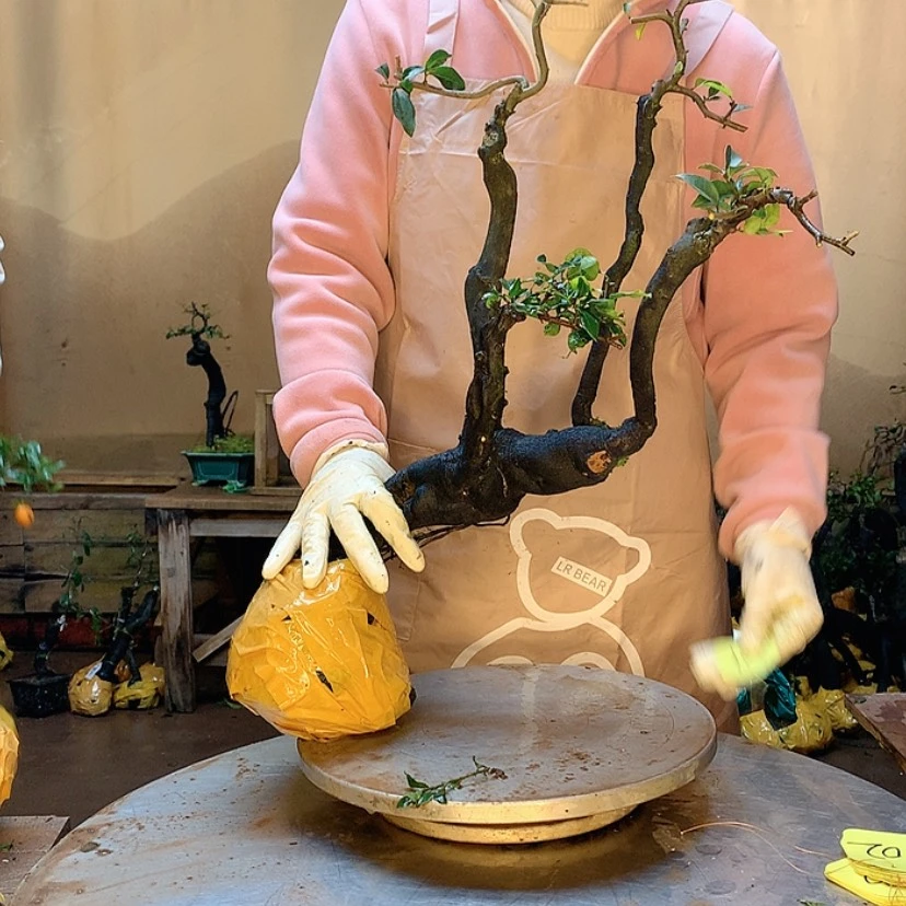 【闪购商品】金*豚金弹子