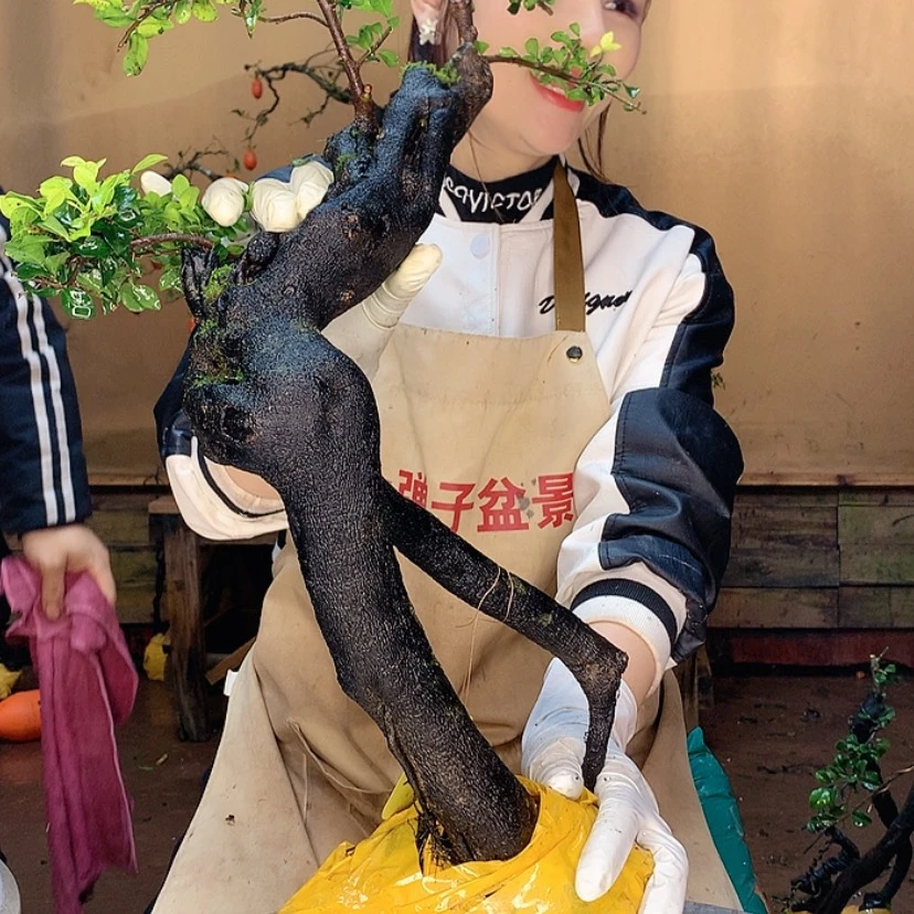 【闪购商品】岁**老7457756