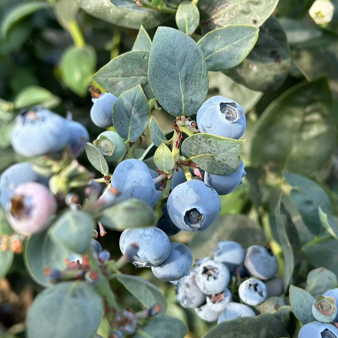 花香蓝莓 现摘现发 10-13mm顺丰冷链包邮