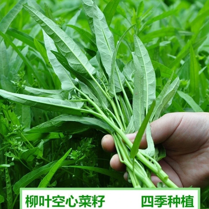 柳叶空心菜种籽四季播阳台农家田园春夏季尖叶空心菜子庭院