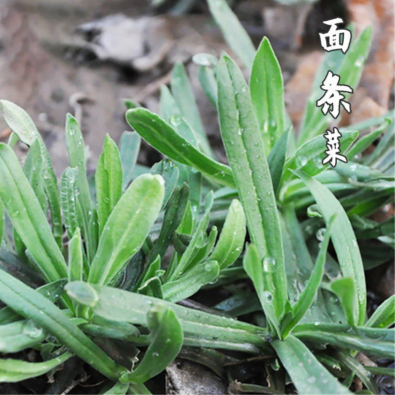 面条菜种子国春秋露地菜园栽培蔬菜野菜籽