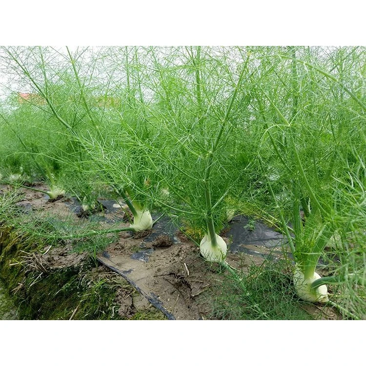 球茎茴香种子割茬小茴香籽结球茴香四季播种阳台盆栽庭院蔬菜种子