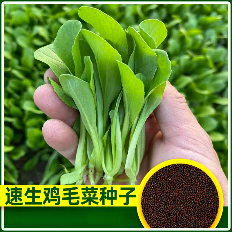 四季鸡毛菜种籽耐寒速生小白菜小青菜小油菜盆栽庭院种植蔬菜种子