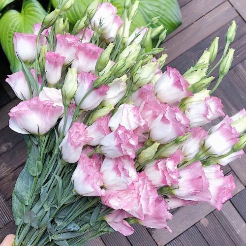 洋桔梗花种子四季室内盆栽花种子各种各样易种活室外花卉植物大