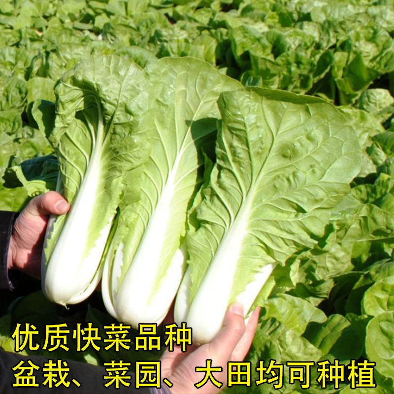 快菜种播天快菜春夏秋冬季种青蔬菜种孑阳台子奶油籽四季