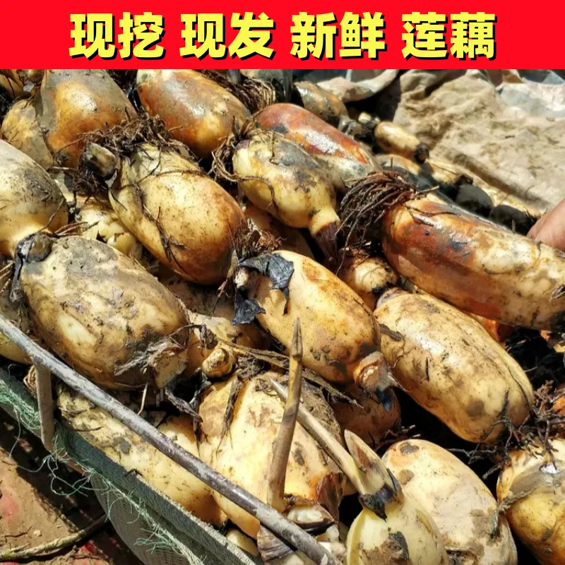 洪泽湖白藕特产莲藕煲汤炖汤炒菜脆嫩新鲜糖藕糯米藕九孔莲藕现挖