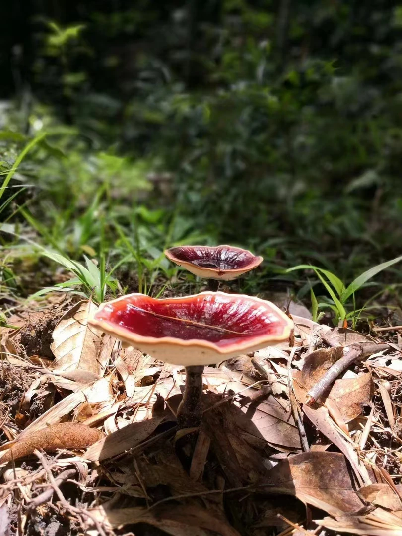 正宗金边芝芝菌菇 山林基地农副品 菌味浓郁煲汤煲水 微甘不苦