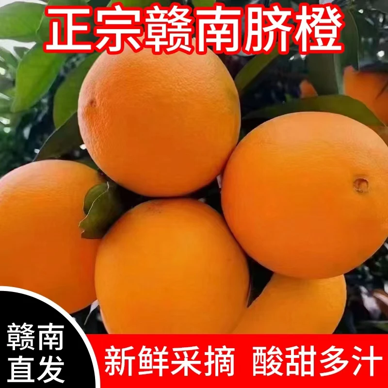 江西赣南脐橙新鲜水果产地直发  新鲜水果  现摘现发 坏果包赔
