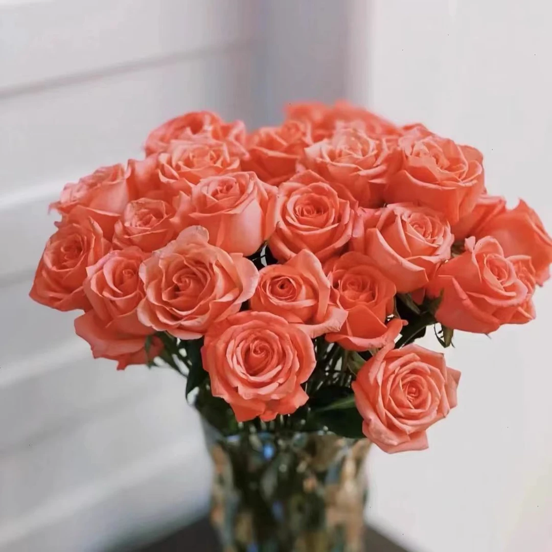 【影星玫瑰】橘粉色大花苞花期长玫瑰花云南鲜花基地直发包邮