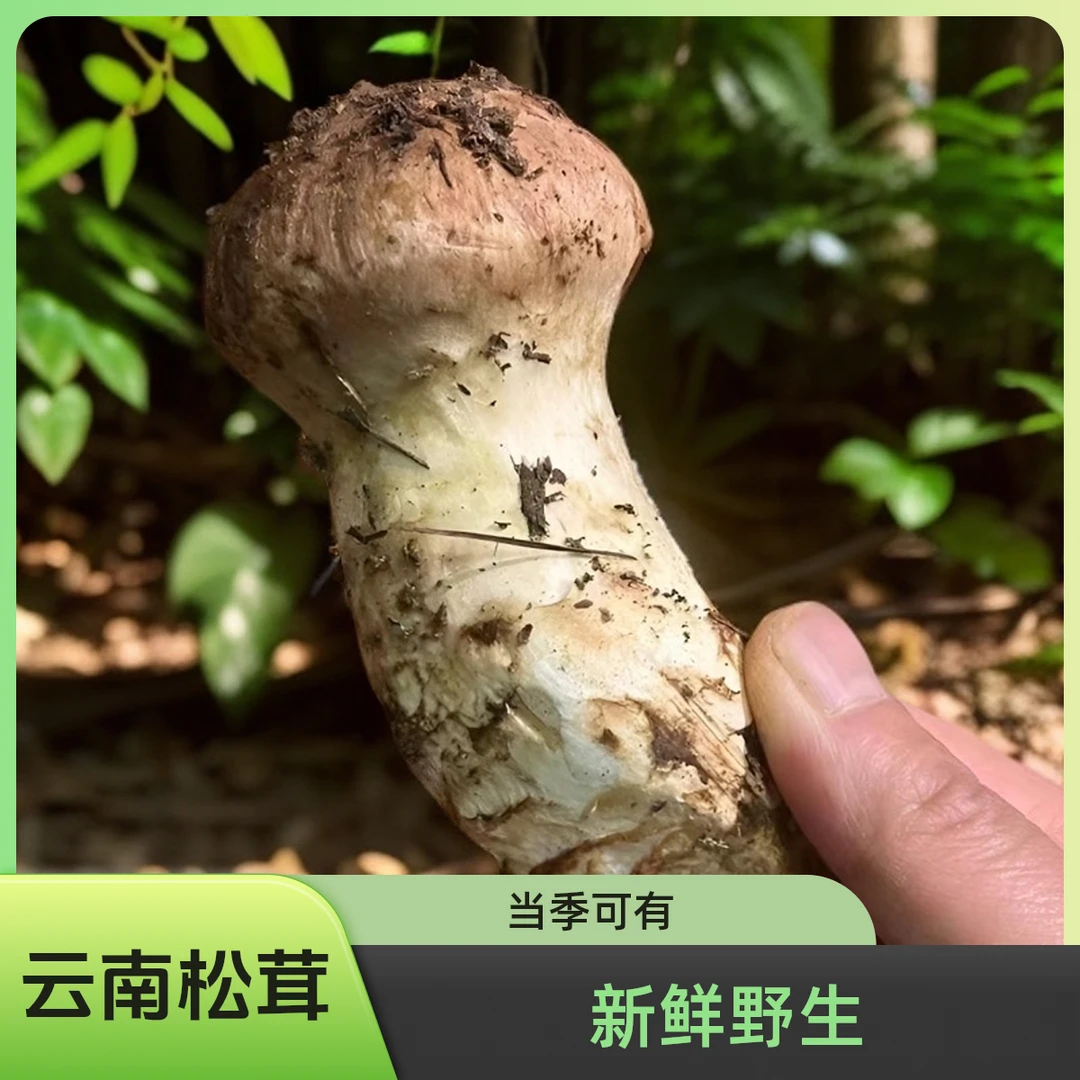 2024云南新鲜松茸当季新鲜野生松茸刺身煲汤餐厅食材空运冷链包邮