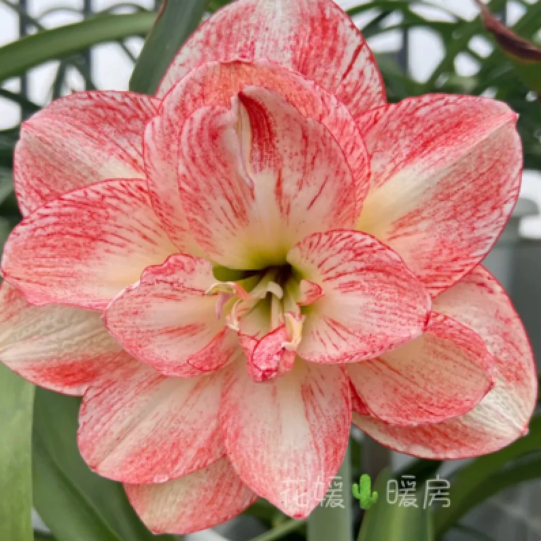 朱顶红-台朱丽朵香妃5.5cm带2侧，总尺寸11cm，不包后期养护