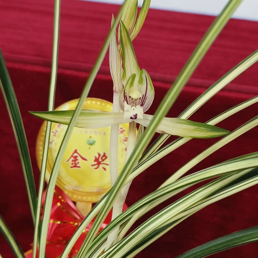 贵州春兰送春秋芝