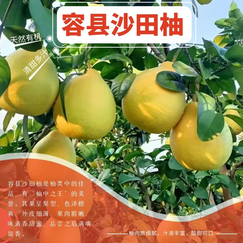 容县沙田柚 味清甜香蜜 外皮细薄 果肉脆嫩