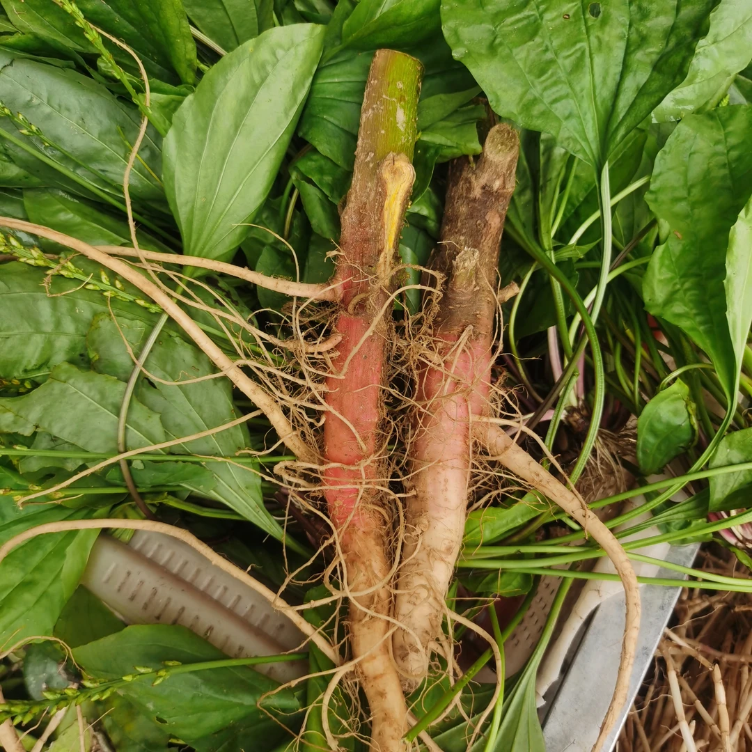 刺苋头（野苋菜） 闽南煲汤食材