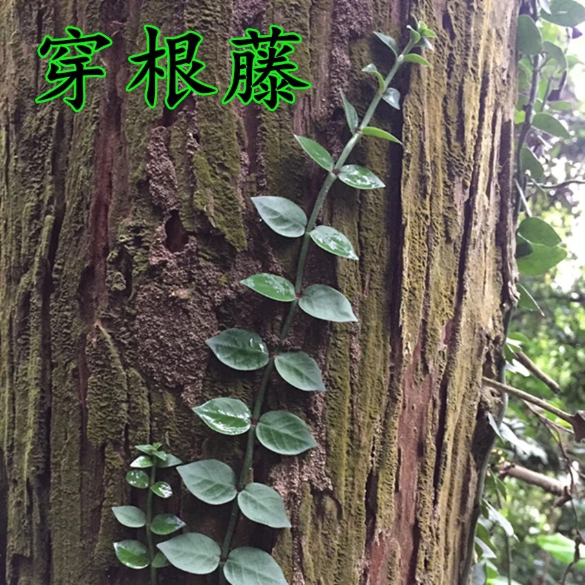 福建蔓九节500克