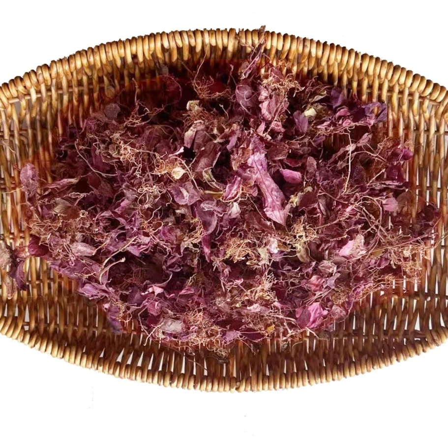 风柜斗草（别名：风鼓草）七分红野生细枝软枝小叶四年苗