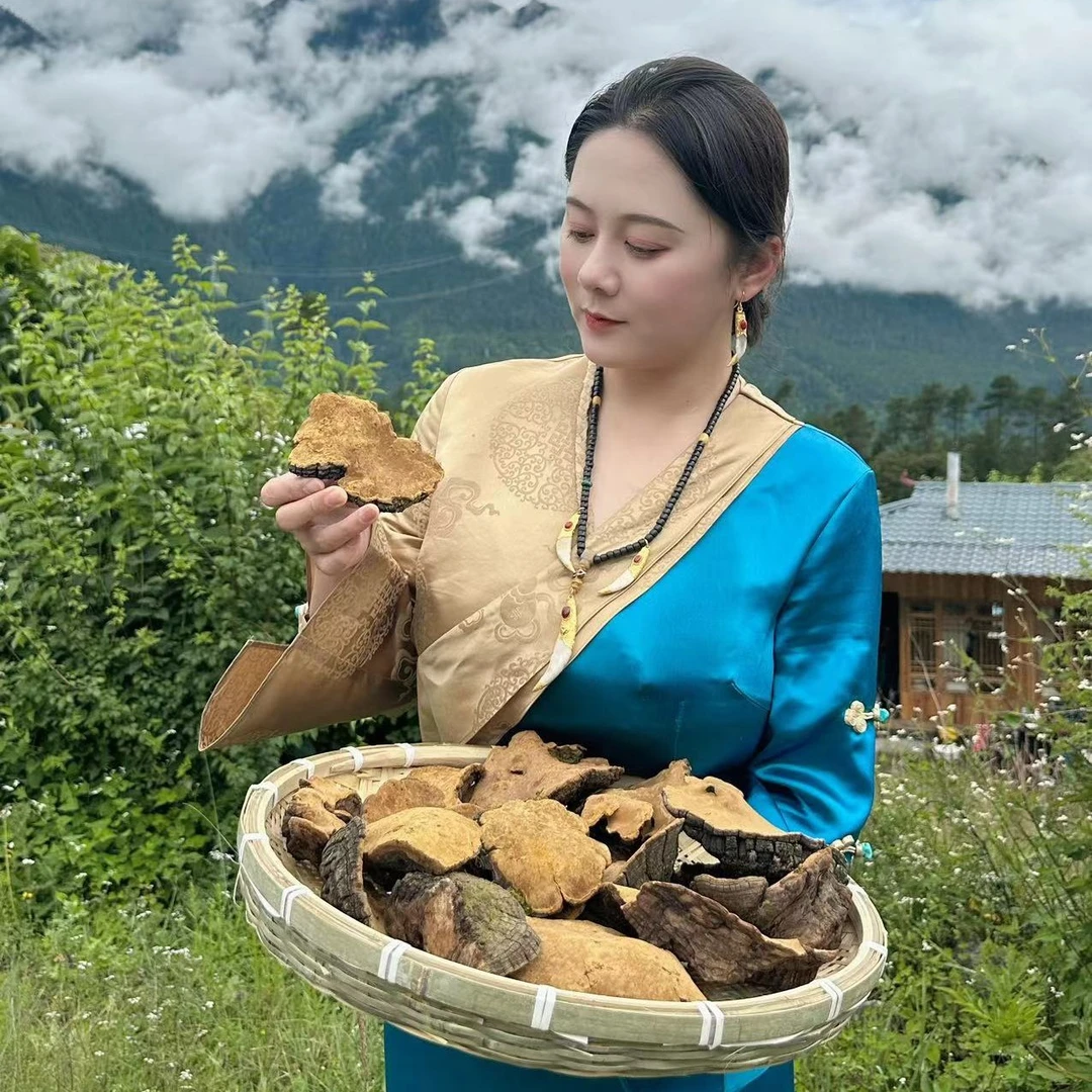 西藏高海拔桑树黄灵芝菌 （整块）