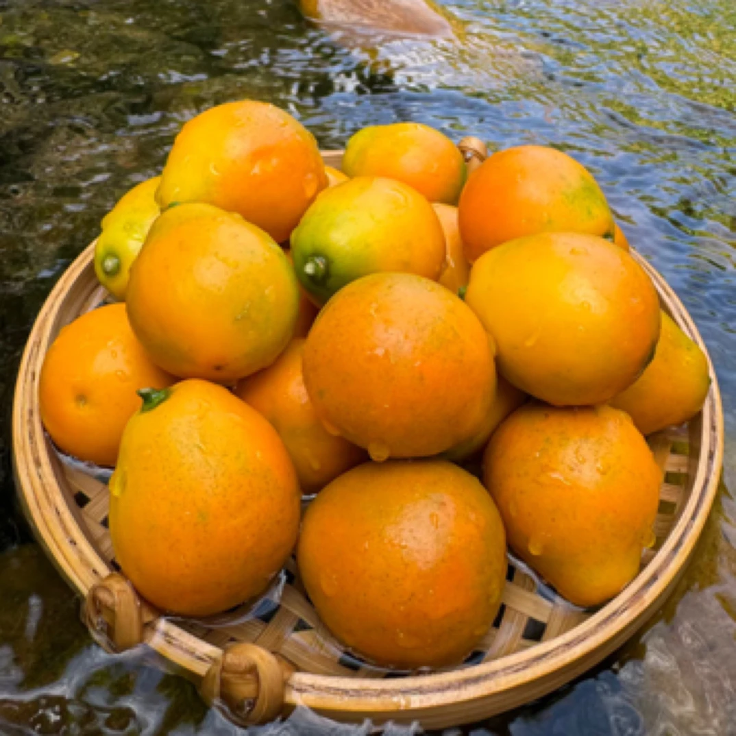 脆蜜金柑一箱2斤装