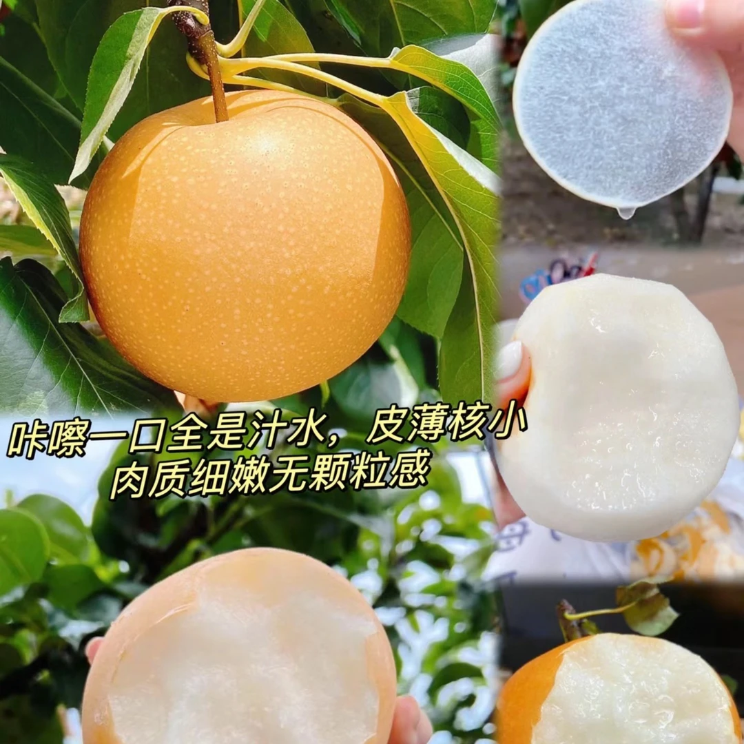 莱阳羊脂秋月梨5斤装（巨好吃）