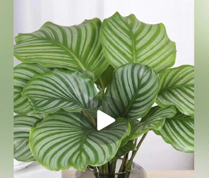 四季常青苹果竹于，