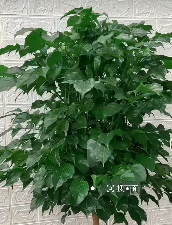 室内盆栽幸福树，下单拍保温