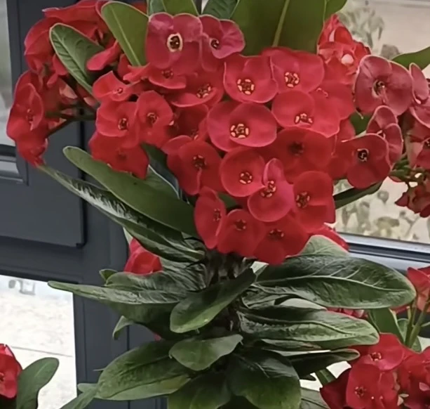 【唐山特产】红花虎刺梅