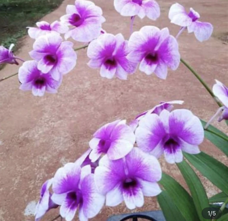 四季粉带石斜兰盆栽植物，小盆