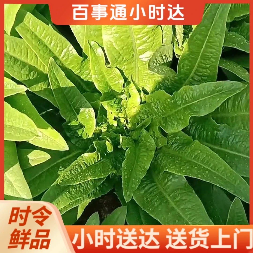 新鲜甜脆油麦菜时令蔬菜家庭蔬菜1斤左右装
