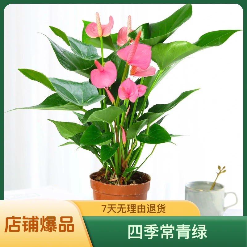 粉掌白掌盆栽植物室内花卉好养水培寓意火鹤花水培四季常青绿翠绿
