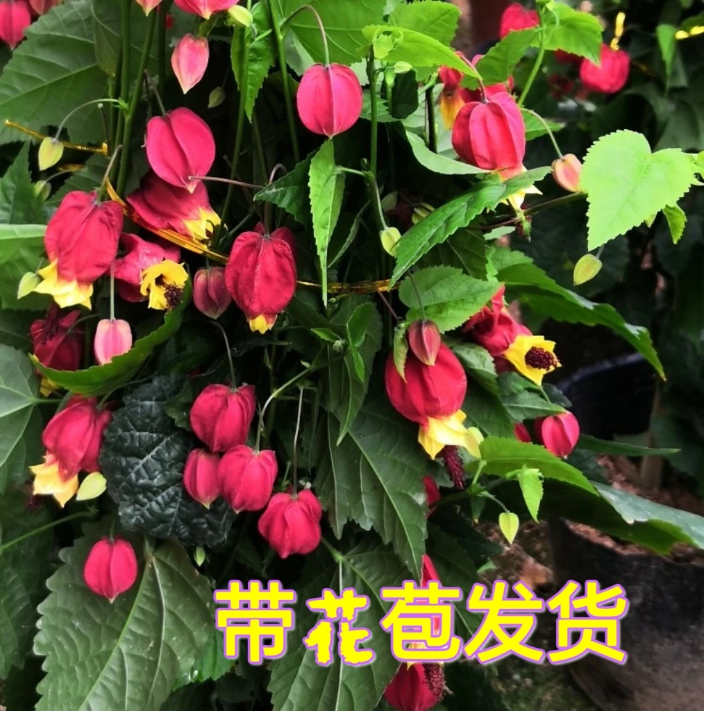 四季红灯笼花苗盆栽棒棒糖带花苞垂吊兰蔓性爬藤植物耐寒室内阳台