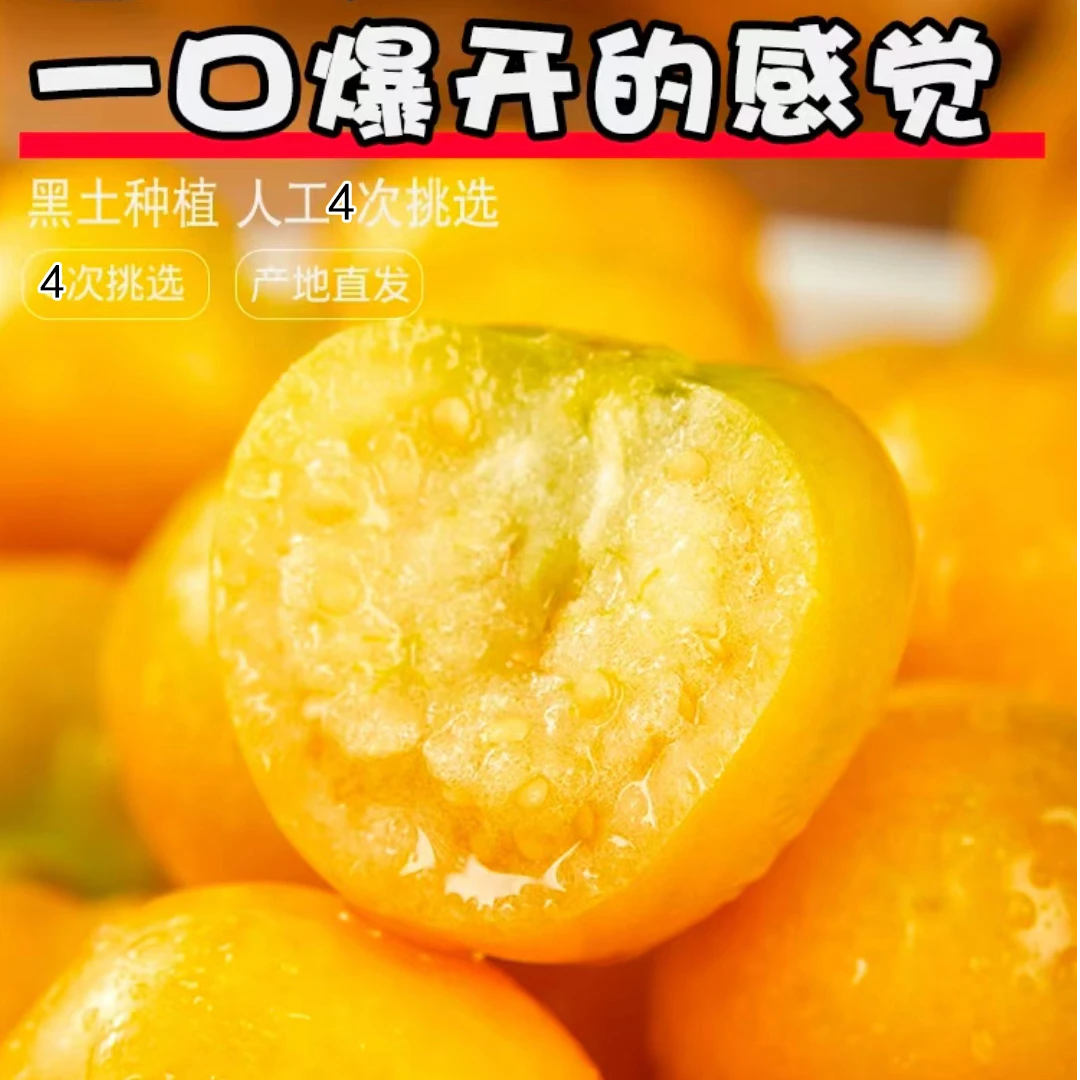 顺丰东北姑娘果新鲜（中大果）灯笼果小金豆甜菇娘果香甜多汁