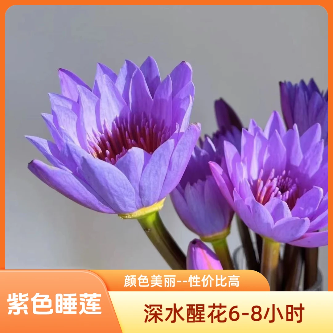 10支紫色睡莲鲜花广州基地直发花束荷花（养护参考教程）