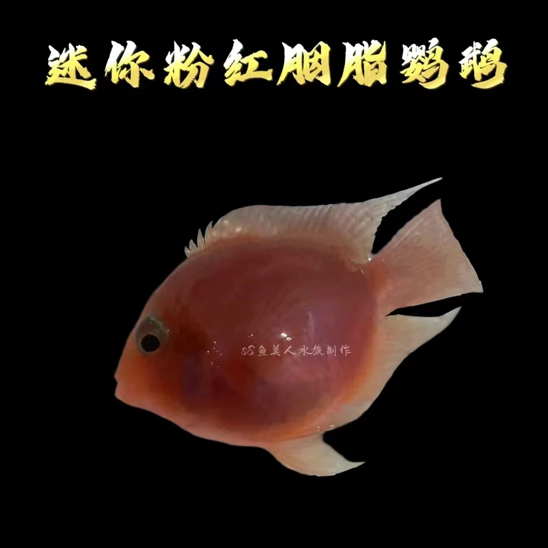 迷你鹦鹉宝蓝白金/迷你粉红胭脂鹦鹉小型热带观赏鱼会带崽的鹦鹉