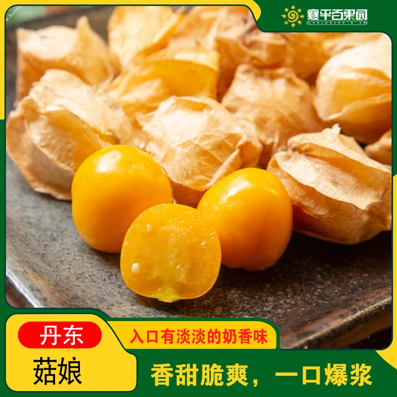 【店长推荐】超甜洋菇娘1份约500g/奶香鲜甜,清脆爽口,优质果源
