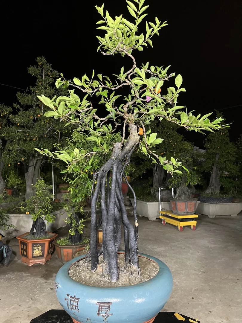 金弹子灌木年功桩，高提根品种果庭院