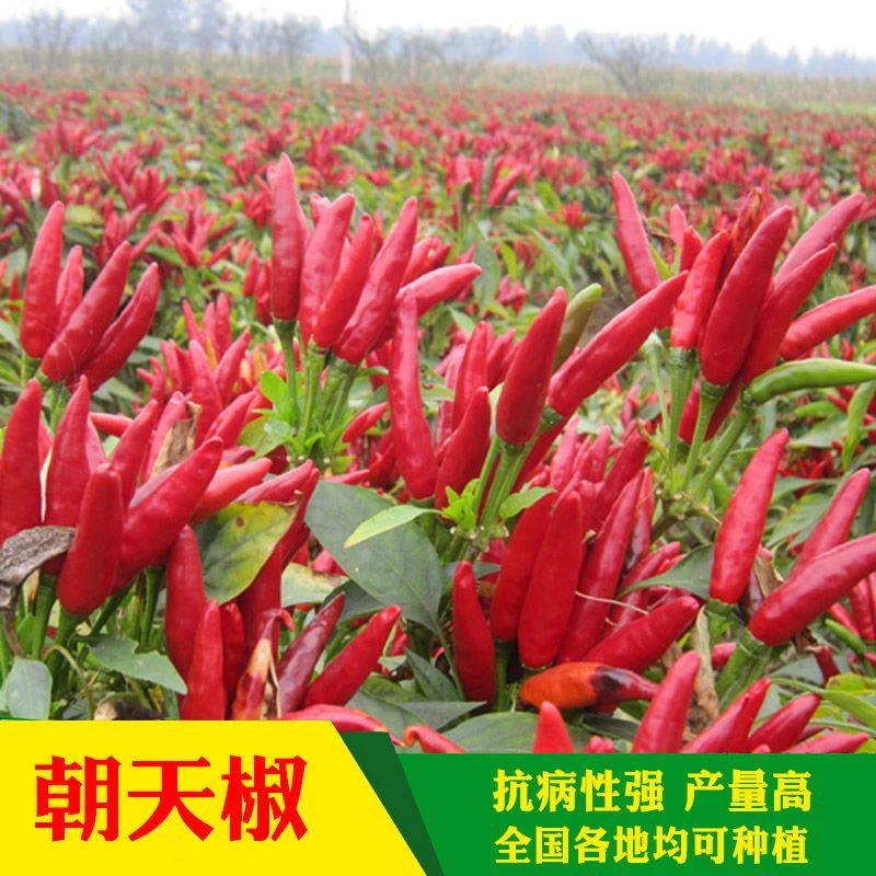 朝天椒种子小米椒辣味浓早熟辣椒种籽阳台盆栽农家蔬菜种子