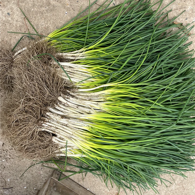 玲支书农产品余干荞头炒牛肉大蒜炒咸肉2斤4斤一份包邮