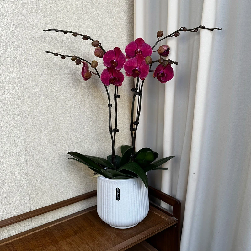 蝴蝶兰【金如意】精选原杯苗花苞云南基地直发花卉绿植