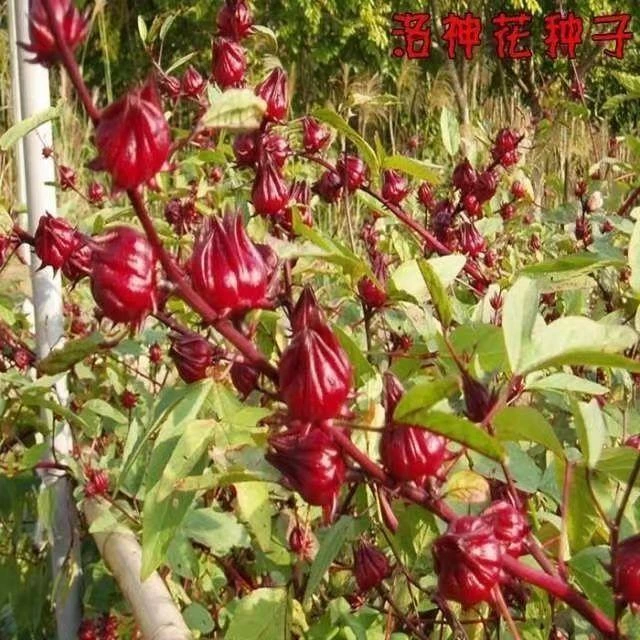 洛神花种子正宗红宝石红桃K种子阳台盆栽种籽茄花草茶种苗易种植