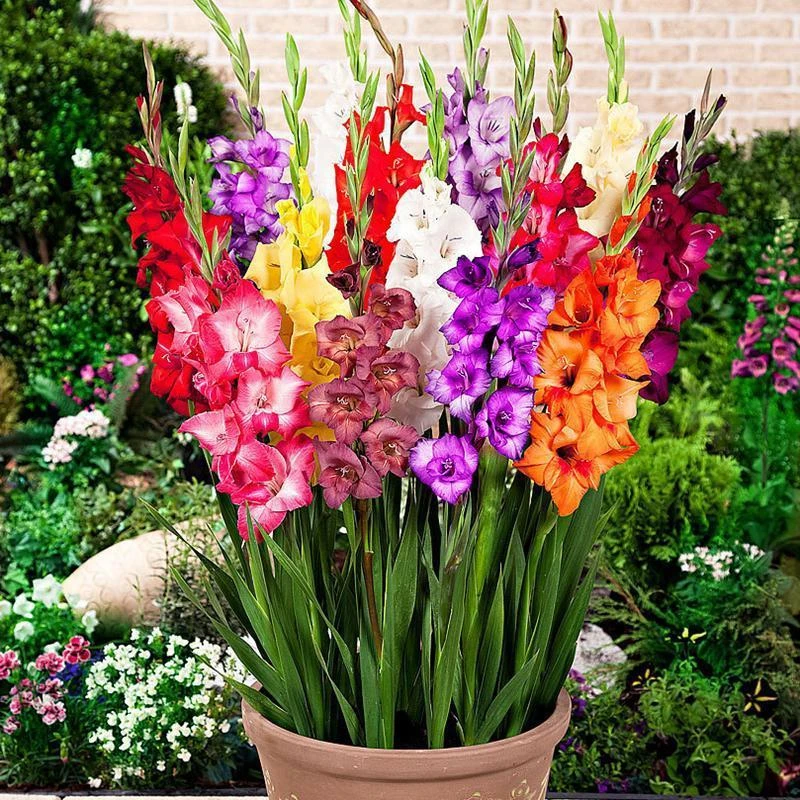 995颗剑兰种球花卉盆栽康菖蒲球根四季好养易种观花植物室内花