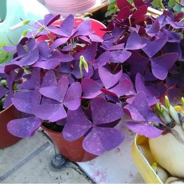 幸运草盆栽紫叶醡浆草种球紫蝴蝶带花苞三叶草鸿运紫叶草四季花
