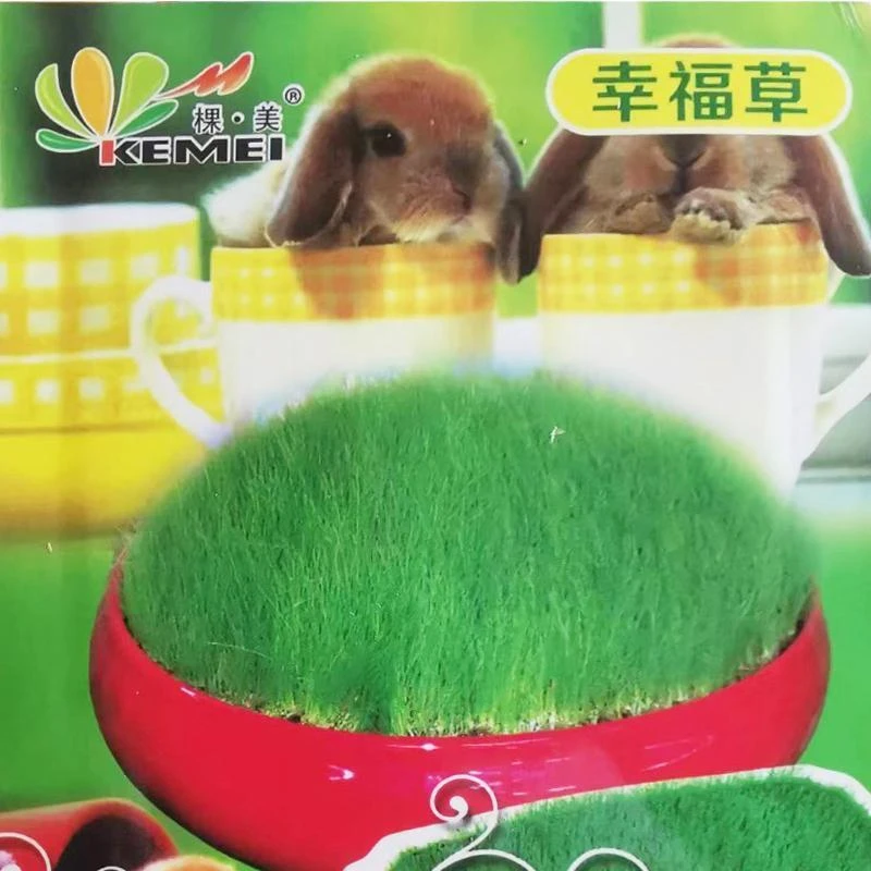假山草种子山石草上水石小草盆景草种子吸水石草种子鱼缸假山草种