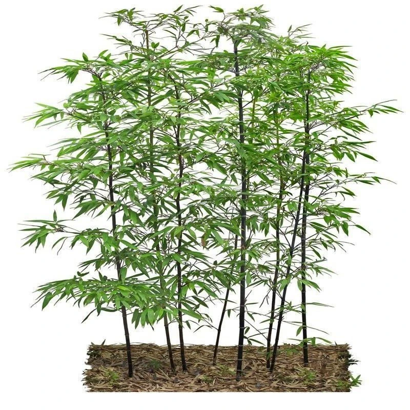 大型毛竹种子 紫竹 佛肚竹四季种竹子 雷竹食用竹笋大青竹 早