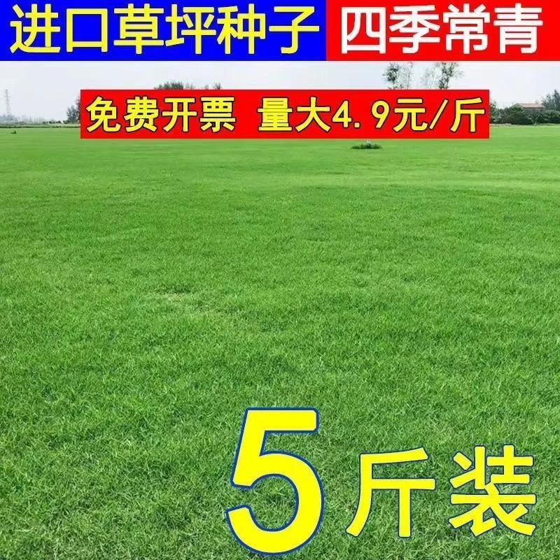 草坪草籽庭院草坪籽四季常青绿化狗牙根马尼拉护坡草皮草子种草籽