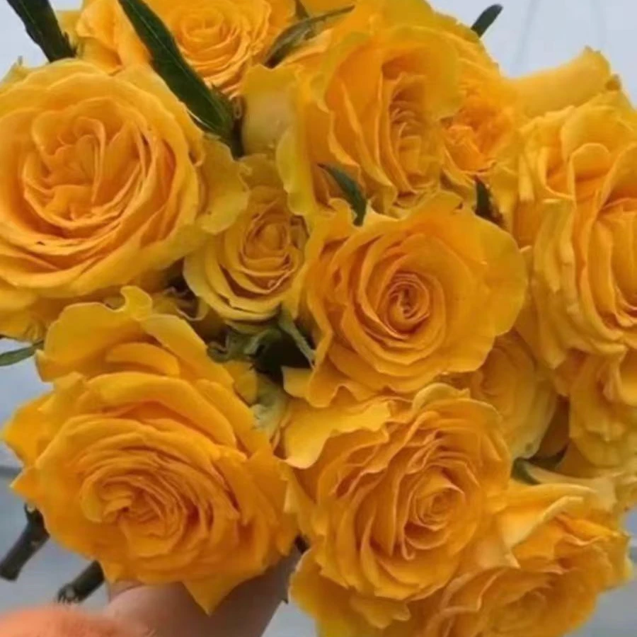 苏格兰黄油  月季花苗特大花开花黄玫瑰室内阳台四季盆栽花卉绿植