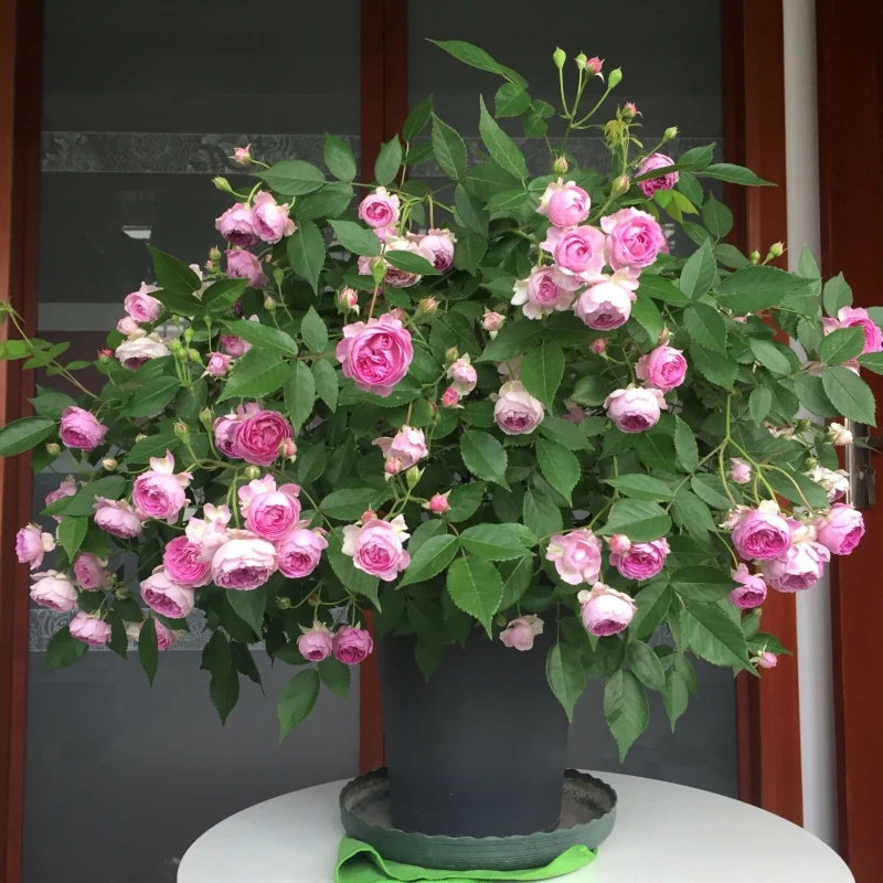 玛姬婶婶/麻吉婶婶紫色微型浓香月季花苗阳台盆栽花期长