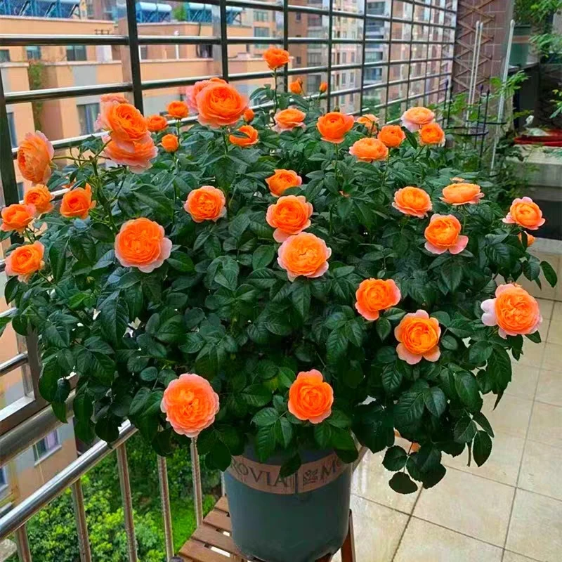 果汁阳台，四季开花，带花包发货精选花卉绿植盆栽耐寒花卉