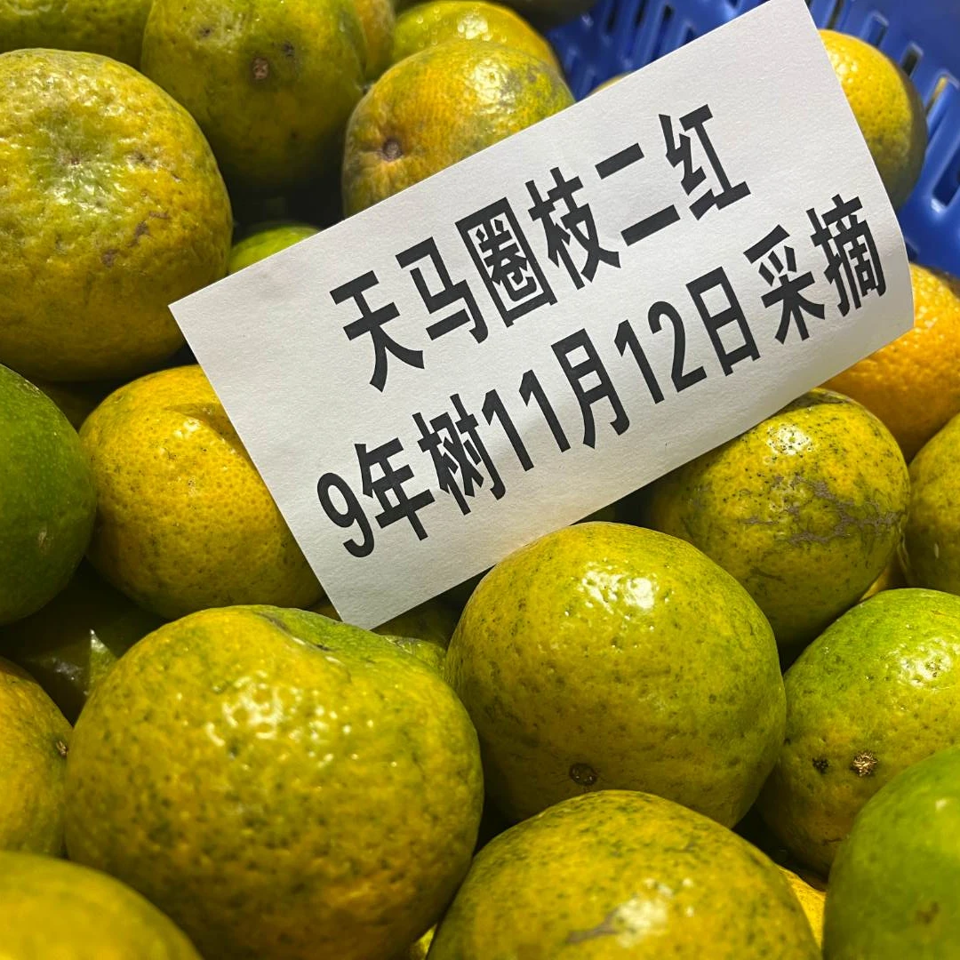 【广东省内】2024年天马圈枝二红鲜果（现场采摘）